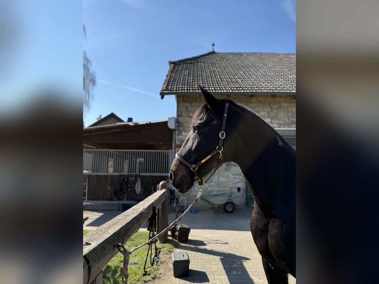 Konie fryzyjskie Mix Klacz 26 lat 165 cm Ciemnogniada in Lippstadt