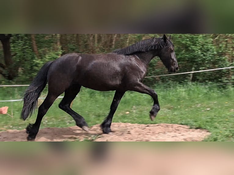 Konie fryzyjskie Klacz 2 lat 152 cm Kara in Rathenow
