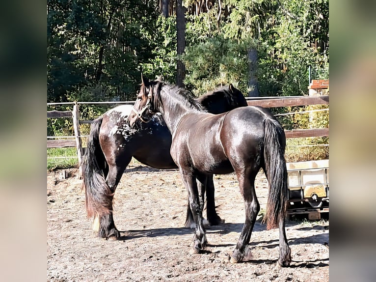 Konie fryzyjskie Klacz 2 lat 153 cm Kara in Neuruppin