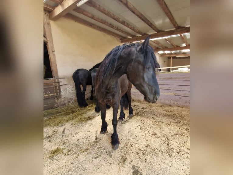 Konie fryzyjskie Klacz 2 lat Kara in Wallerstein
