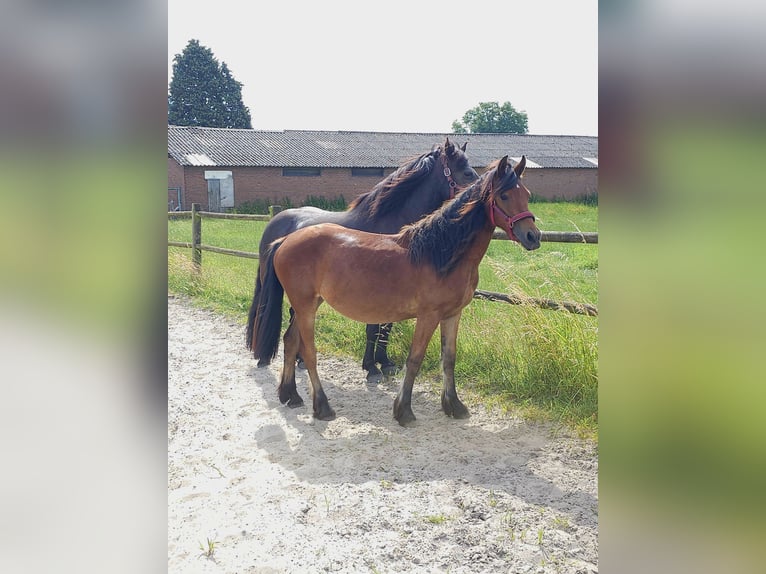 Konie fryzyjskie Mix Klacz 3 lat 143 cm Ciemnogniada in Budel