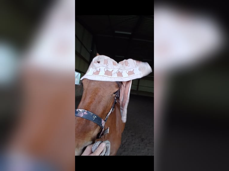 Konie fryzyjskie Mix Klacz 3 lat 143 cm Ciemnogniada in Budel