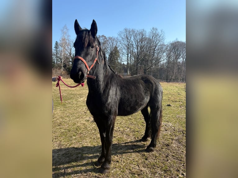 Konie fryzyjskie Klacz 3 lat 150 cm Kara in Moritzburg