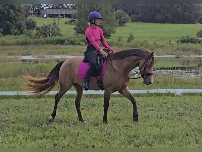 Konie fryzyjskie Mix Klacz 3 lat 152 cm Szampańska in Weirsdale