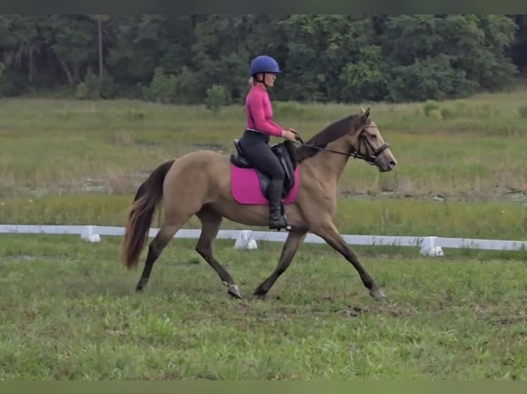 Konie fryzyjskie Mix Klacz 3 lat 152 cm Szampańska in Weirsdale