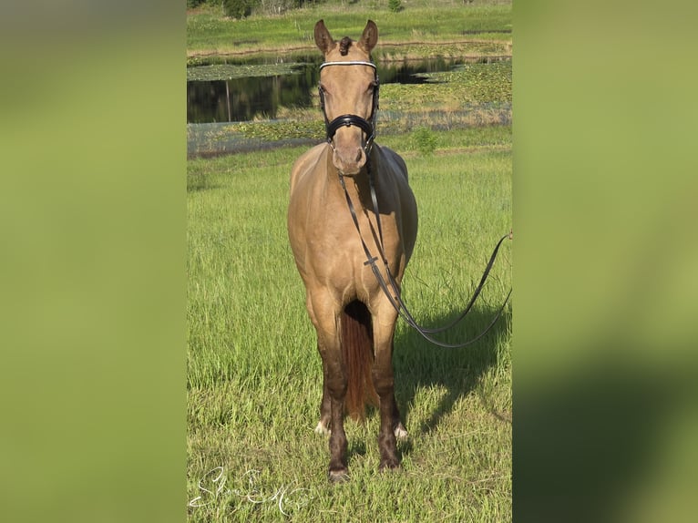 Konie fryzyjskie Mix Klacz 3 lat 152 cm Szampańska in Weirsdale
