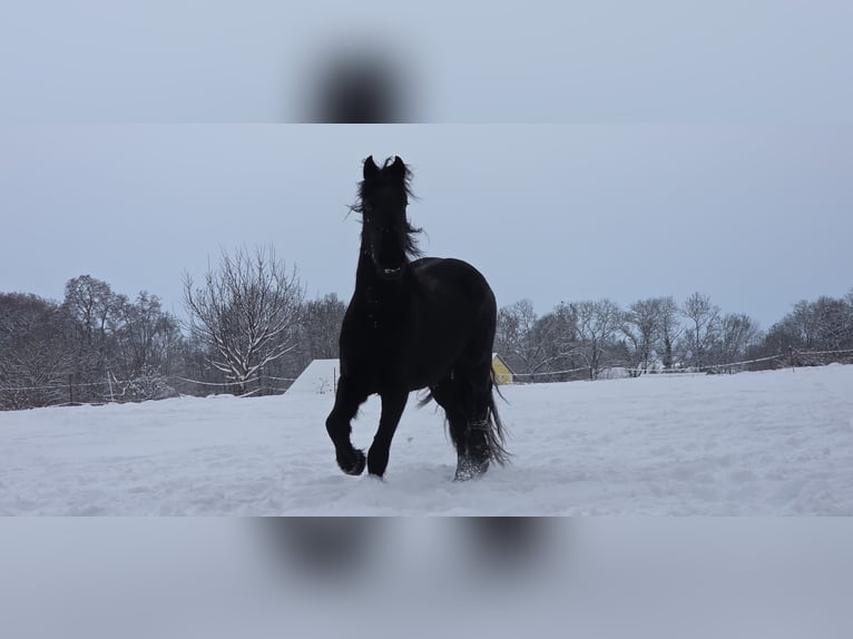 Konie fryzyjskie Klacz 3 lat 154 cm Kara in Unstrut-Hainich