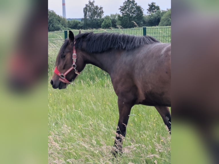 Konie fryzyjskie Mix Klacz 3 lat 156 cm Gniada in Hamm