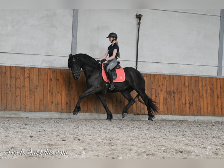 Konie fryzyjskie Klacz 3 lat 156 cm Kara in Mijnsheerenland