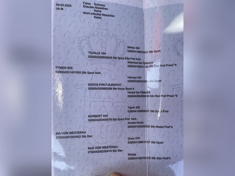 Konie fryzyjskie Klacz 3 lat 160 cm in Westerau