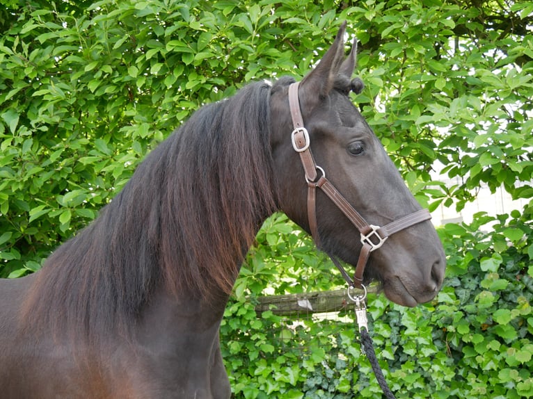 Konie fryzyjskie Mix Klacz 3 lat 160 cm in Dorsten