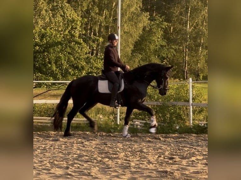 Konie fryzyjskie Klacz 3 lat 161 cm Kara in Żerocin