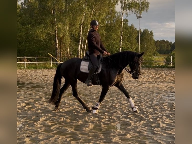 Konie fryzyjskie Klacz 3 lat 161 cm Kara in Żerocin