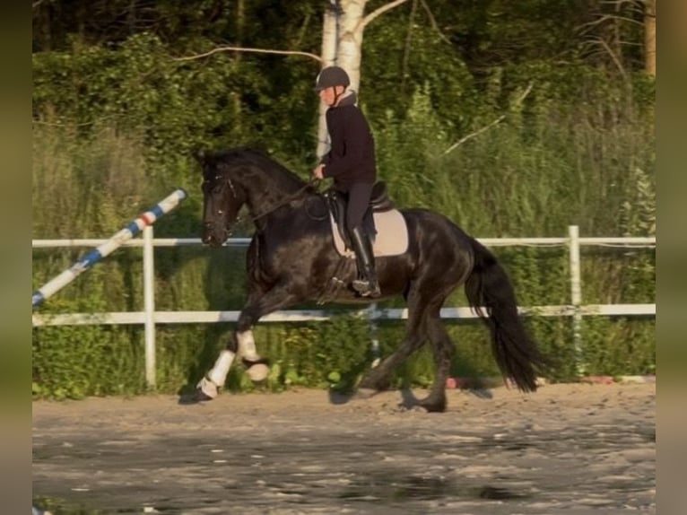 Konie fryzyjskie Klacz 3 lat 161 cm Kara in Żerocin