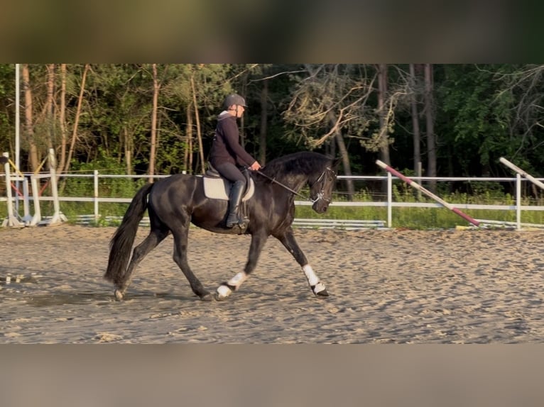 Konie fryzyjskie Klacz 3 lat 161 cm Kara in Żerocin