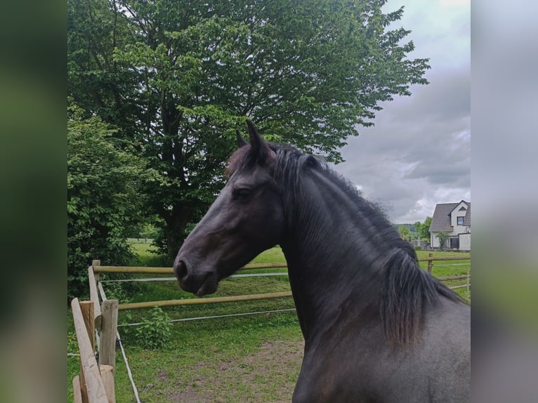 Konie fryzyjskie Klacz 3 lat 162 cm Kara in Steinheim