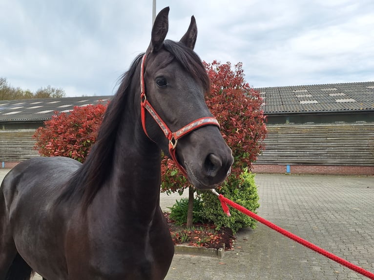 Konie fryzyjskie Klacz 3 lat 162 cm Kara in Dalen