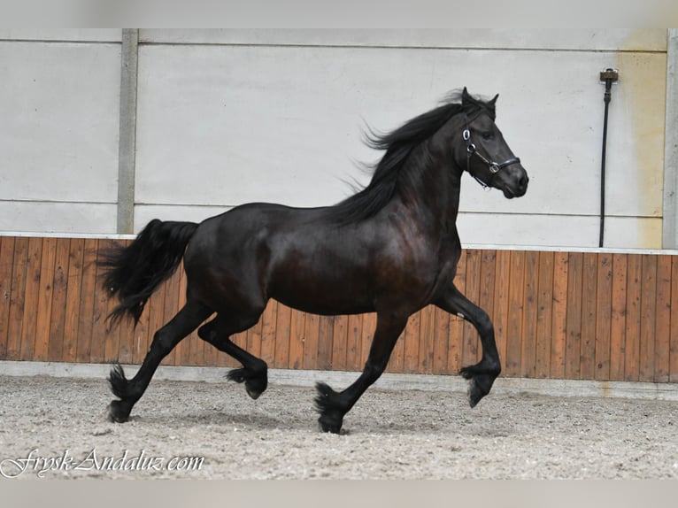 Konie fryzyjskie Klacz 3 lat 168 cm Kara in Mijnsheerenland