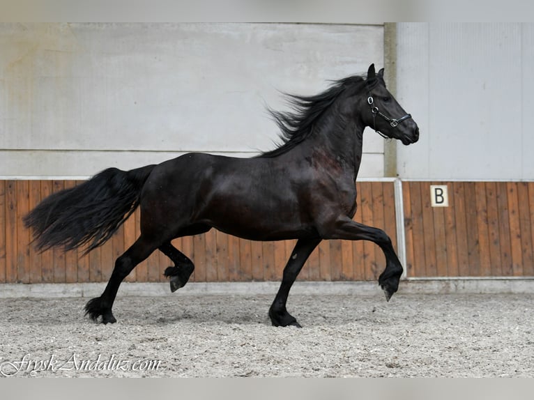Konie fryzyjskie Klacz 3 lat 168 cm Kara in Mijnsheerenland