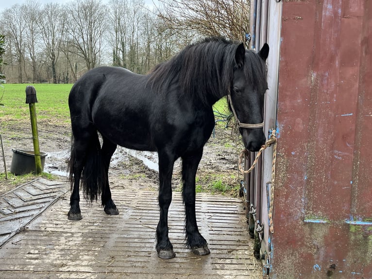 Konie fryzyjskie Klacz 3 lat Kara in Vreden