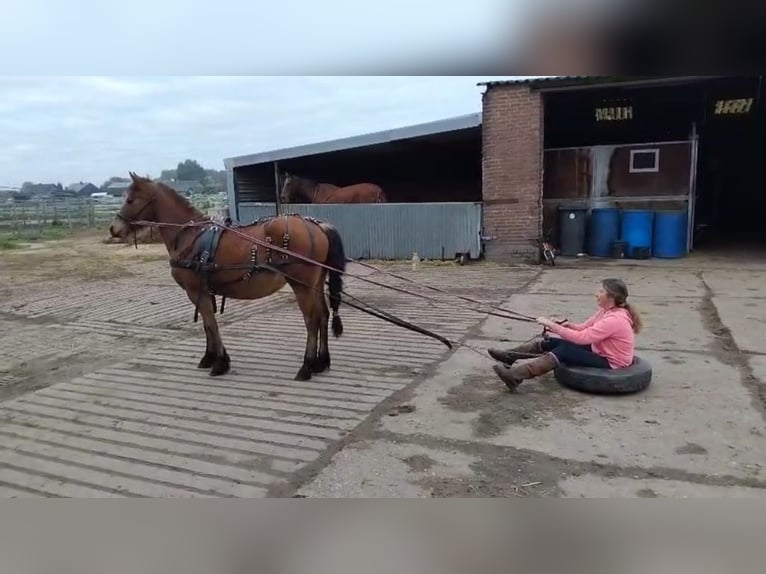 Konie fryzyjskie Mix Klacz 4 lat 143 cm Ciemnogniada in Budel