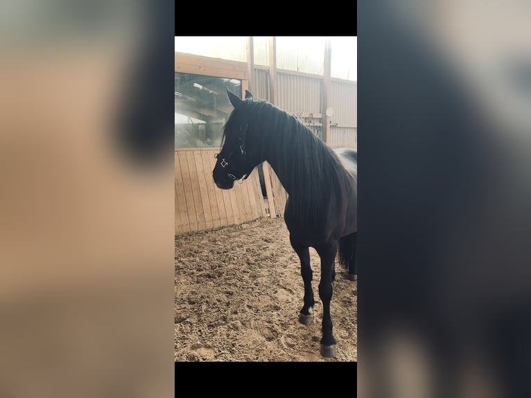 Konie fryzyjskie Mix Klacz 4 lat 148 cm Kara in Ruppertshofen