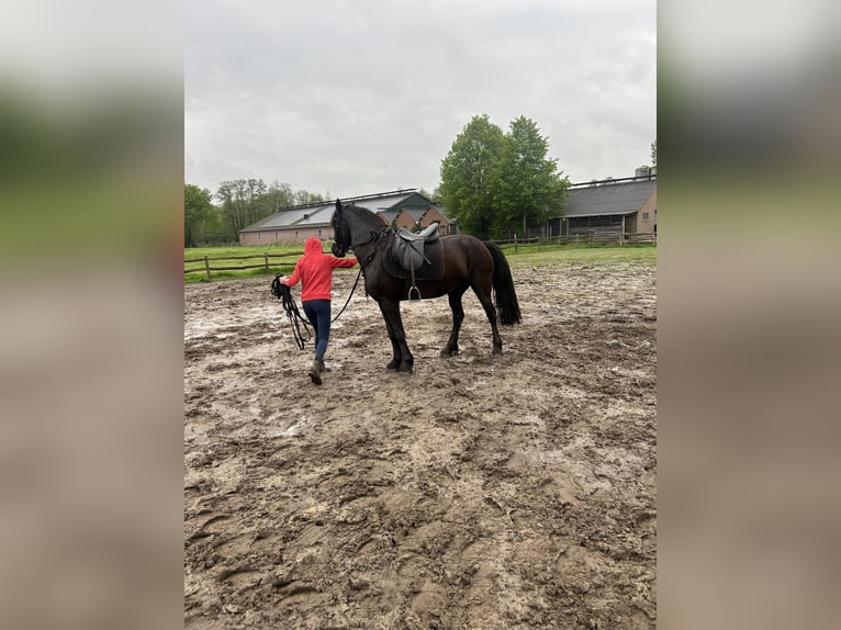 Konie fryzyjskie Klacz 4 lat 155 cm Kara in Barneveld