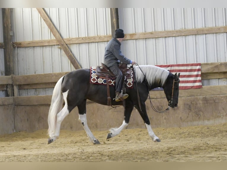 Konie fryzyjskie Mix Klacz 4 lat 157 cm Srokata in Oelwein