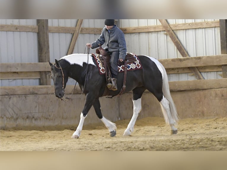Konie fryzyjskie Mix Klacz 4 lat 157 cm Srokata in Oelwein