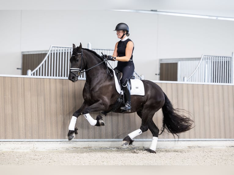 Konie fryzyjskie Klacz 4 lat 160 cm Kara in Hindeloopen