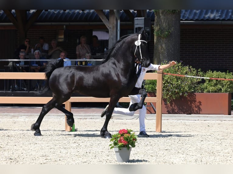 Konie fryzyjskie Klacz 4 lat 160 cm Kara in Selfkant