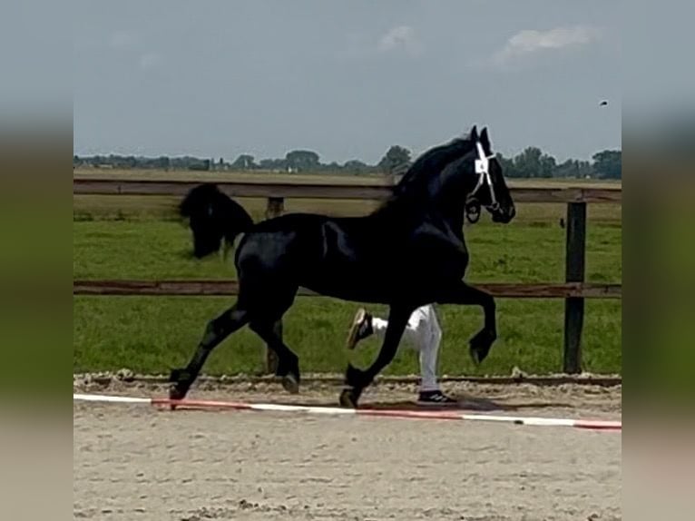 Konie fryzyjskie Klacz 4 lat 160 cm Kara in Lemele