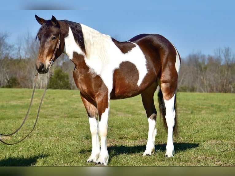 Konie fryzyjskie Mix Klacz 4 lat 160 cm in Somerset, KY