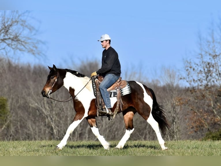 Konie fryzyjskie Mix Klacz 4 lat 160 cm in Somerset, KY