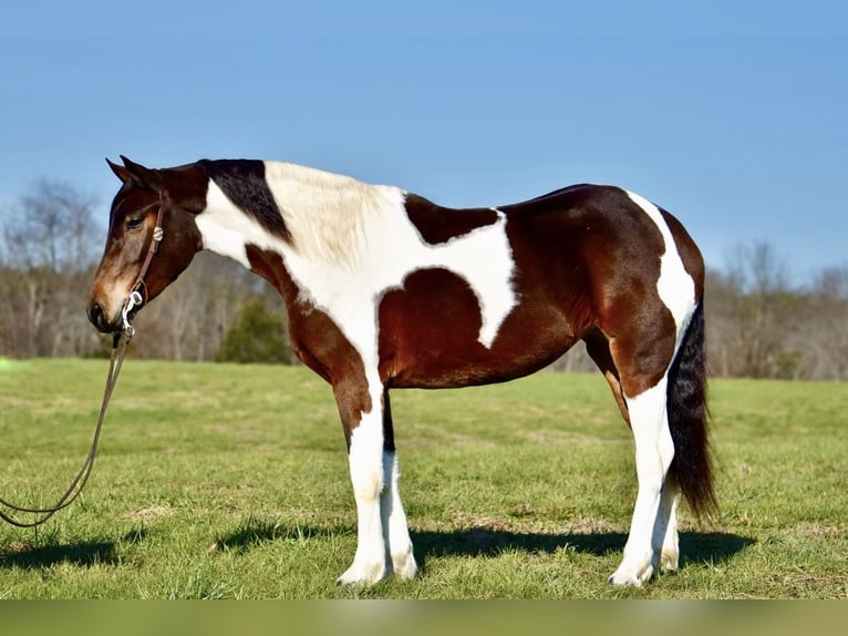 Konie fryzyjskie Mix Klacz 4 lat 160 cm in Somerset, KY