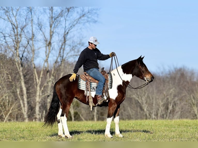 Konie fryzyjskie Mix Klacz 4 lat 160 cm in Somerset, KY