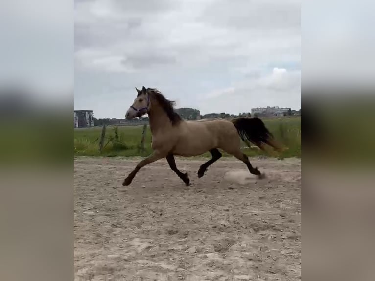 Konie fryzyjskie Mix Klacz 4 lat 161 cm Szampańska in Bitgum