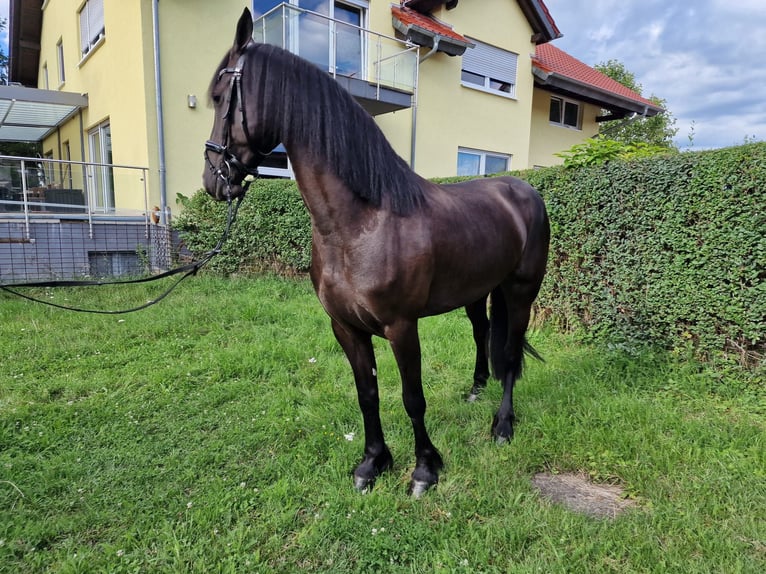 Konie fryzyjskie Klacz 4 lat 162 cm Kara in Lorsch