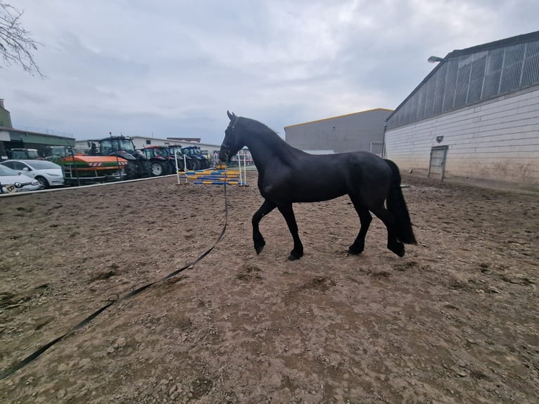 Konie fryzyjskie Klacz 4 lat 162 cm Kara in Lorsch