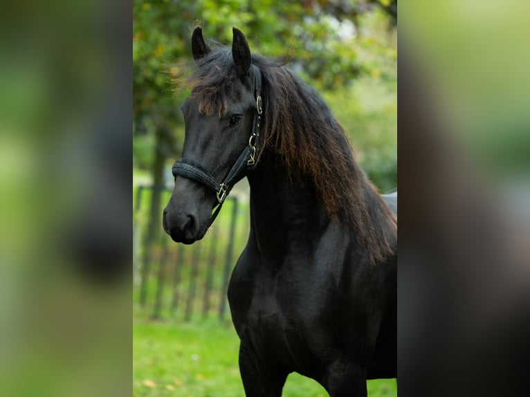 Konie fryzyjskie Klacz 4 lat 162 cm in Spijk