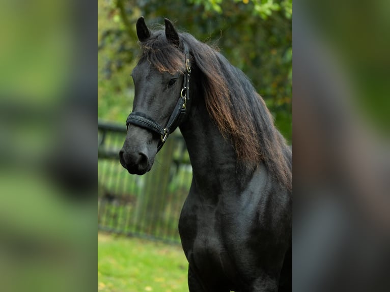 Konie fryzyjskie Klacz 4 lat 162 cm in Spijk