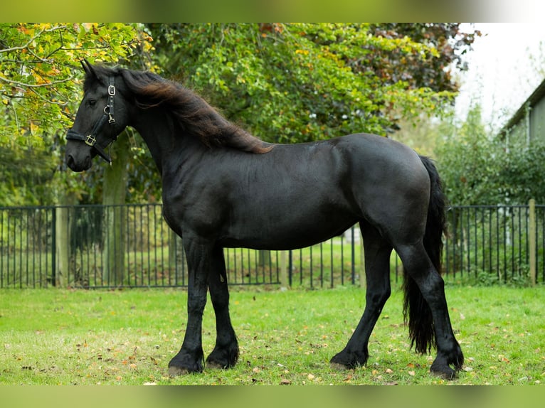 Konie fryzyjskie Klacz 4 lat 162 cm in Spijk