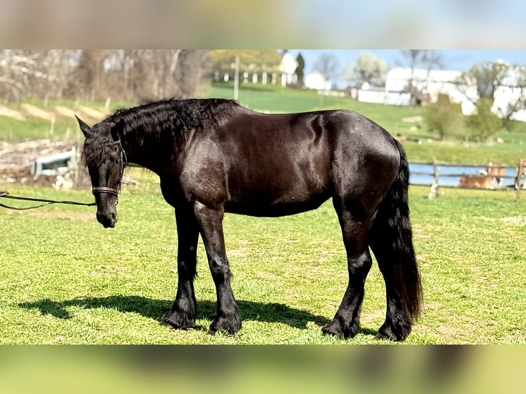 Konie fryzyjskie Mix Klacz 4 lat 163 cm Kara in Gap