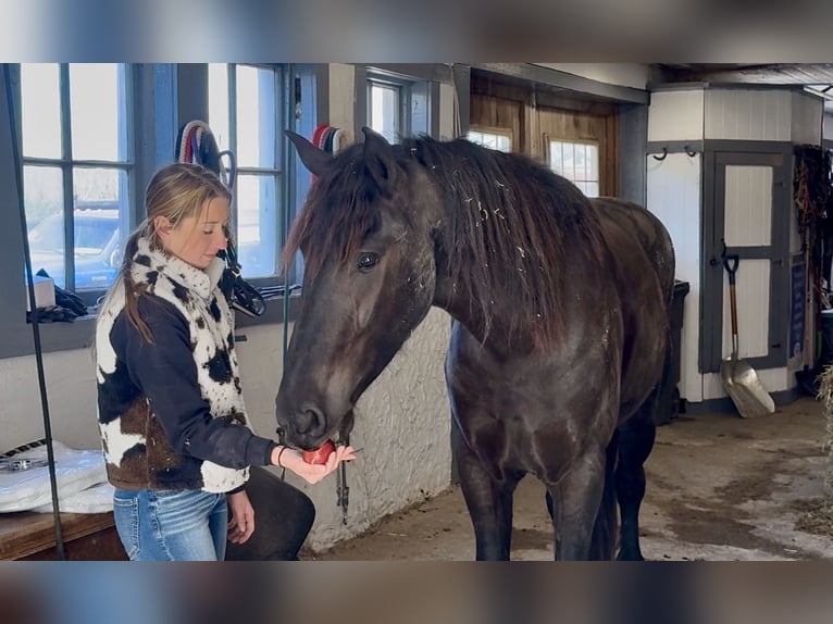 Konie fryzyjskie Mix Klacz 4 lat 163 cm Kara in Gap