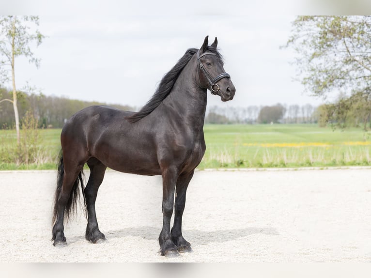 Konie fryzyjskie Klacz 4 lat 164 cm Kara in Oosterblokker