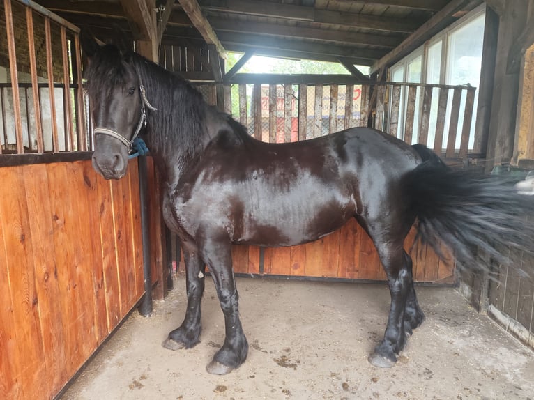 Konie fryzyjskie Klacz 4 lat 165 cm Kara in Go&#x15B;cinowo