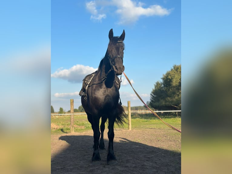 Konie fryzyjskie Klacz 4 lat 165 cm Kara in Go&#x15B;cinowo