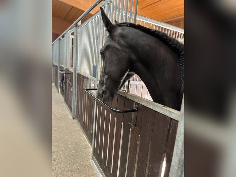 Konie fryzyjskie Klacz 4 lat 165 cm in Feldkirchen-Westerham