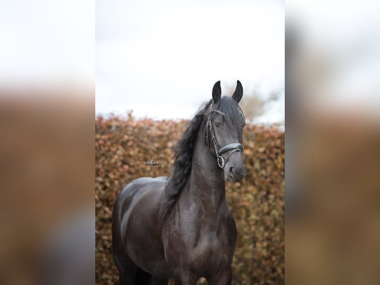 Konie fryzyjskie Klacz 4 lat 167 cm Kara in Aalten