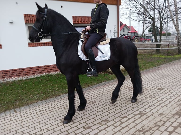 Konie fryzyjskie Klacz 4 lat 167 cm Kara in Turek